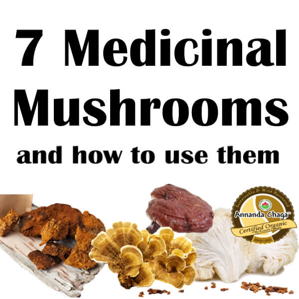 7 Medicinal Mushrooms and their Health Benefits