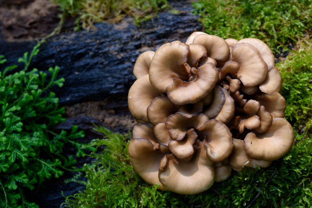 Maitake Benefits - The Hen of the Woods Mushroom