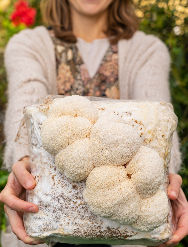 The Science Behind Lion's Mane: How Long can you Expect to See Results?