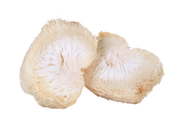 annanda lion's mane mushroom