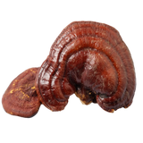 organic red reishi mushroom