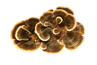 turkey tail mushroom