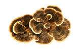 turkey tail mushroom